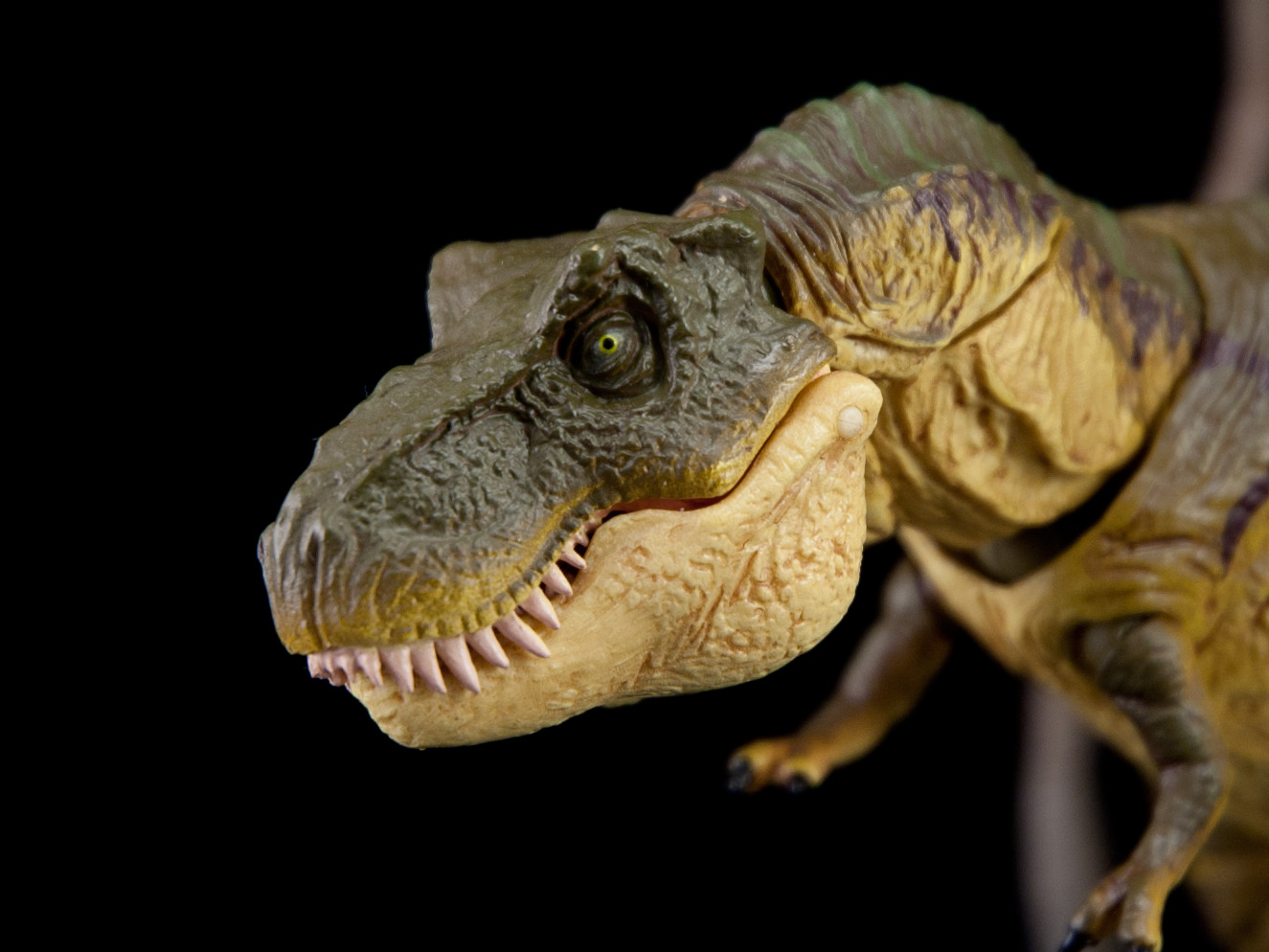 Gallery Photos of "T Rex" .